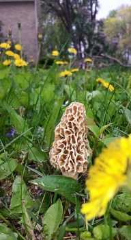 Morell Mushroom Hunting Wisconsin